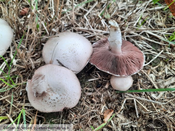 Agaricus campestris