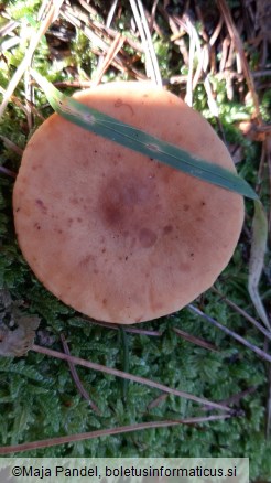 Lactarius acerrimus