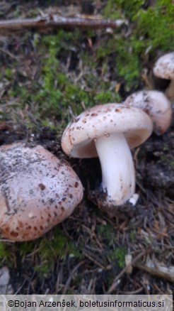 Tricholoma pessundatum