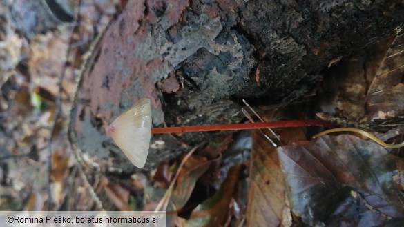 Mycena crocata