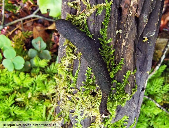 Xylaria longipes