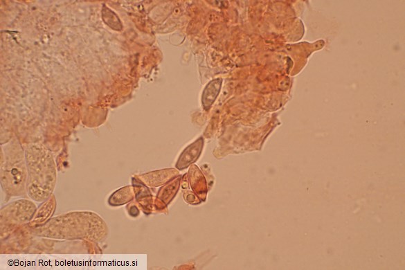 Lepiota oreadiformis