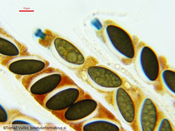 Oligostoma insidiosum