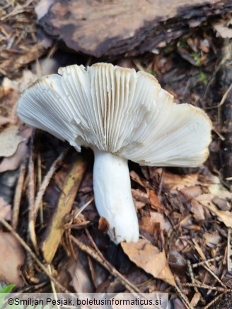Russula aeruginea