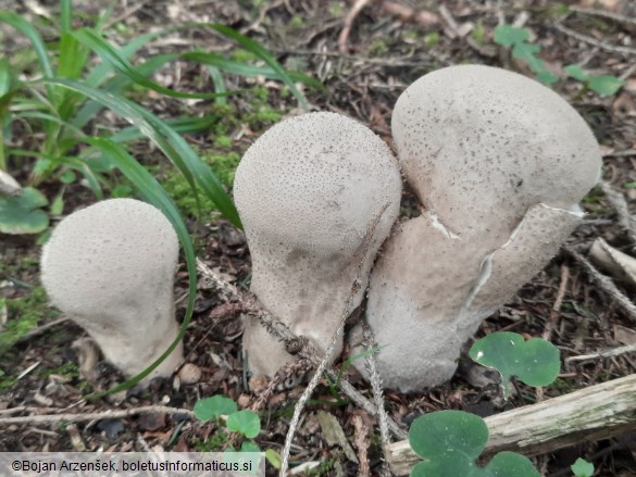 Lycoperdon excipuliforme