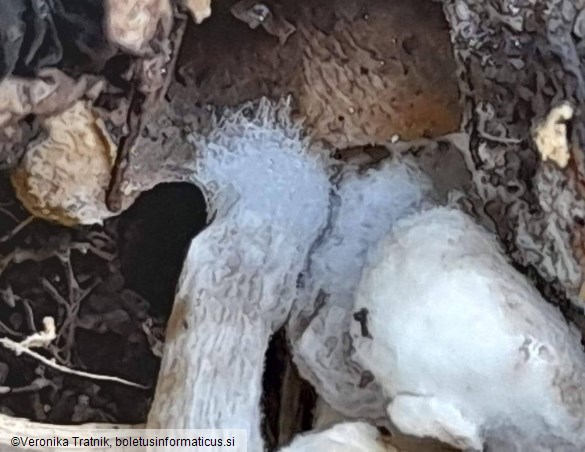 Asterophora lycoperdoides