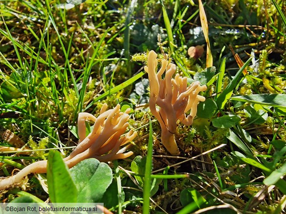 Clavulinopsis umbrinella