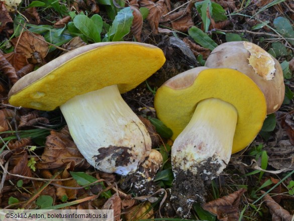 Hemileccinum impolitum
