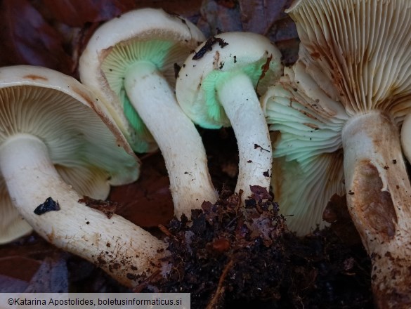 Pholiota elegans