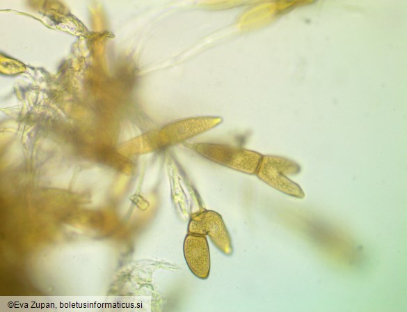 Puccinia modiolae