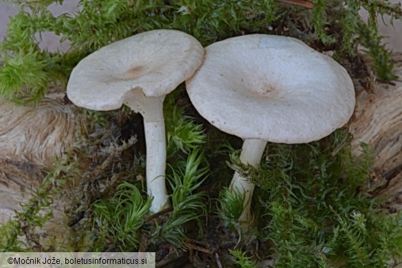 Clitocybe catinus