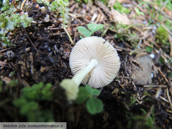 Volvariella murinella