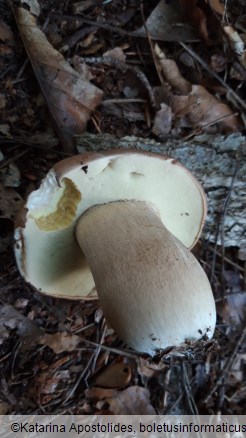 Boletus reticulatus