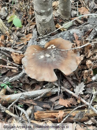 Clitocybe nebularis