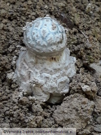 Amanita excelsa