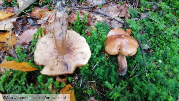 Tricholoma pessundatum