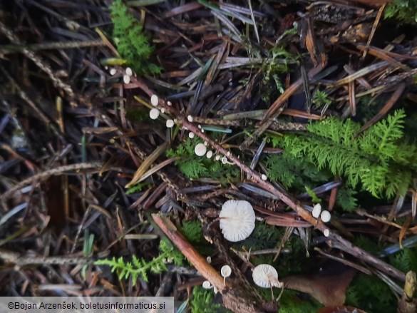 Collybiopsis ramealis