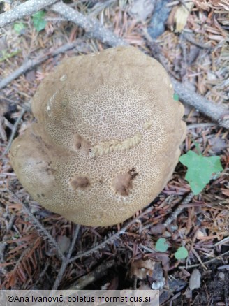 Caloboletus calopus