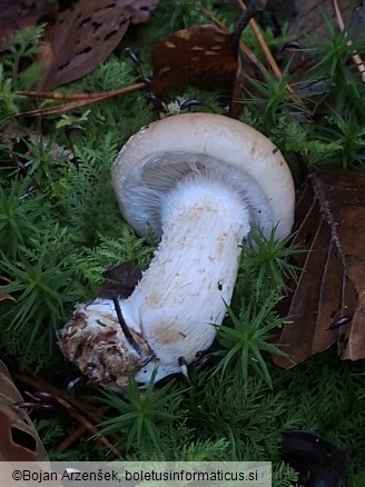 Pholiota lenta