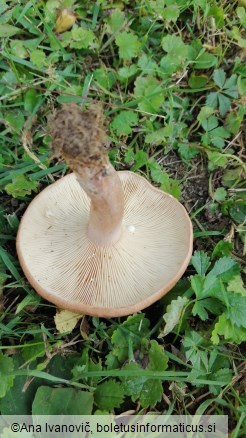 Lactarius quietus