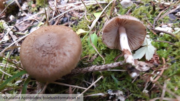 Inocybe