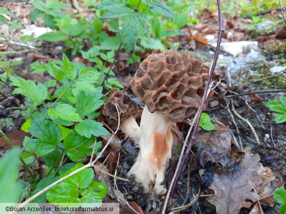 Morchella esculenta