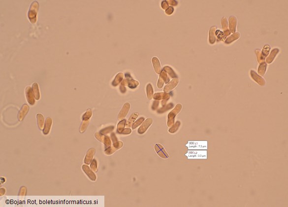 Byssomerulius corium