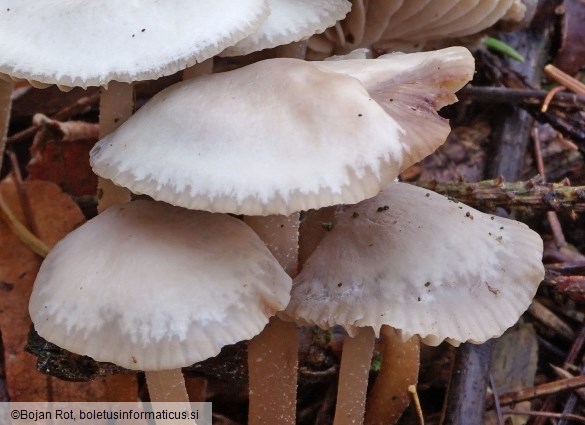 Marasmius wynneae