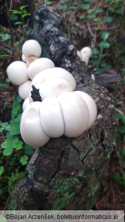 Lycoperdon pyriforme