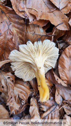 Craterellus lutescens