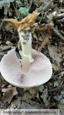 Agaricus silvicola