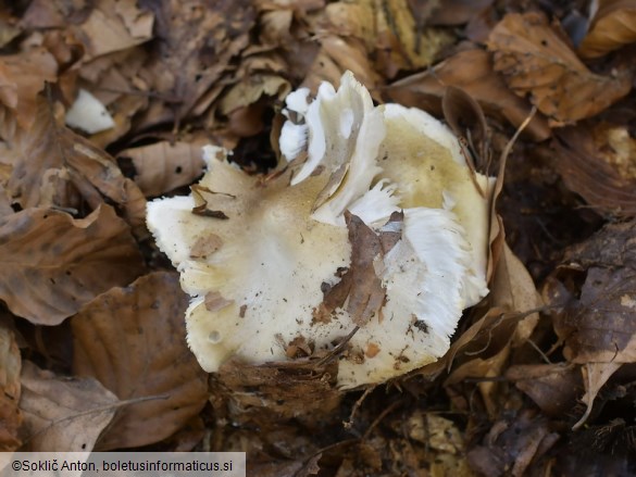 Tricholoma umbonatum