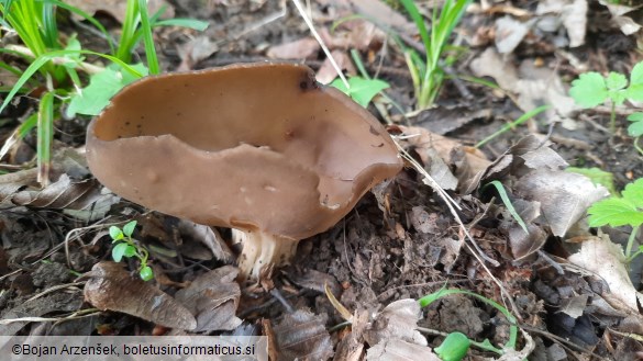 Helvella acetabulum