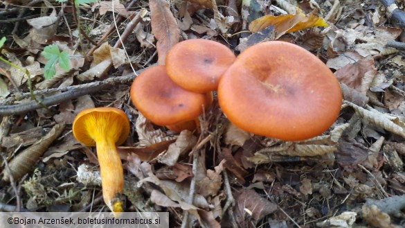 Omphalotus olearius