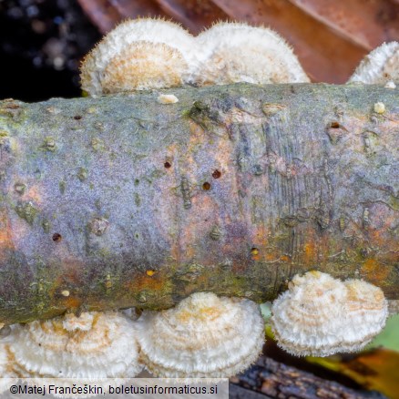 Stereum ochraceoflavum