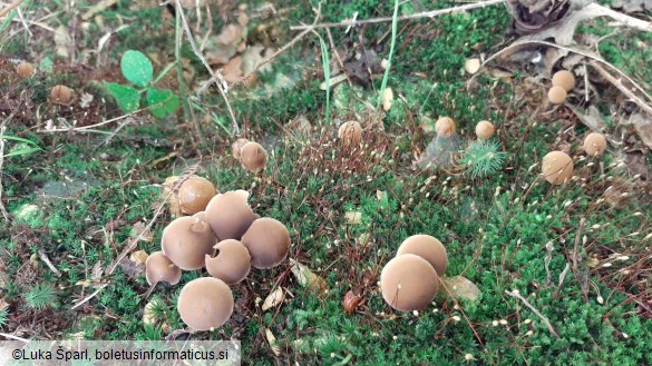 Psathyrella piluliformis