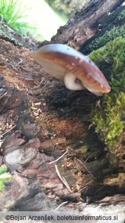 Pluteus cervinus