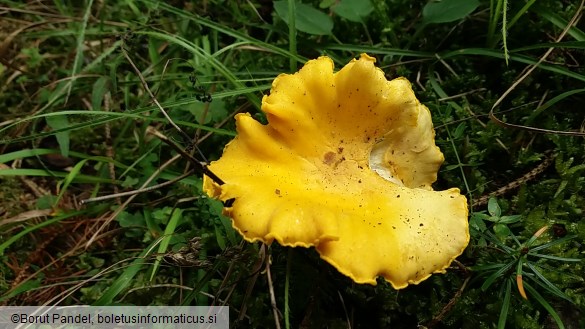 Cantharellus cibarius