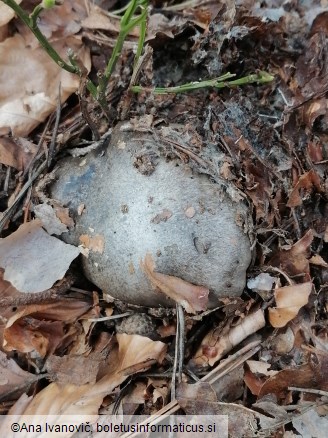 Hygrophorus marzuolus