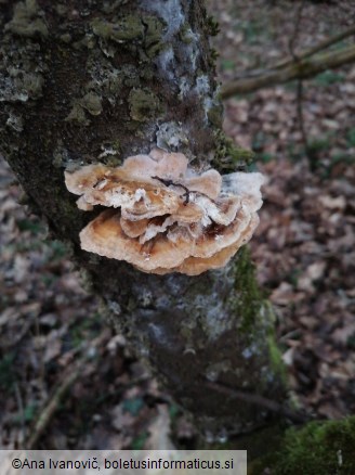 Trametes hirsuta