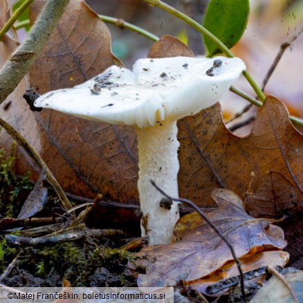 Hygrophorus eburneus