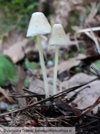 Mycena epipterygia var. epipterygia