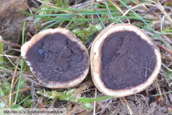 Elaphomyces granulatus