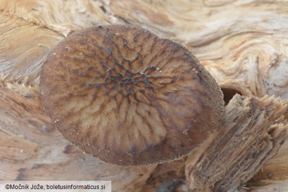 Pluteus umbrosus