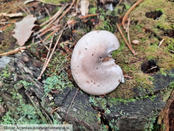 Hygrophorus agathosmus