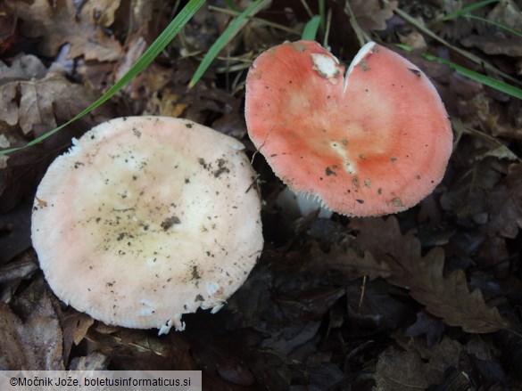 Russula aurora