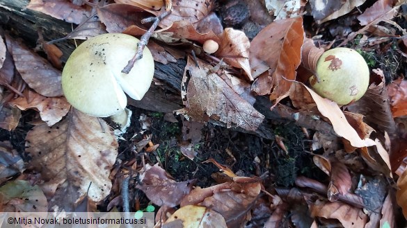 Amanita phalloides