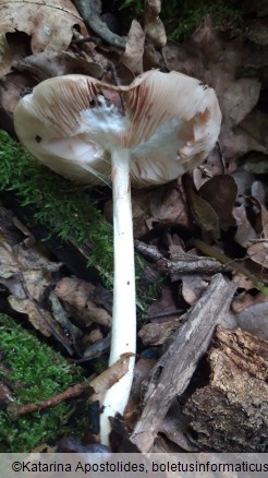 Pluteus cervinus