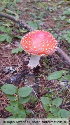 Amanita muscaria