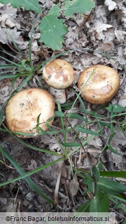 Russula illota